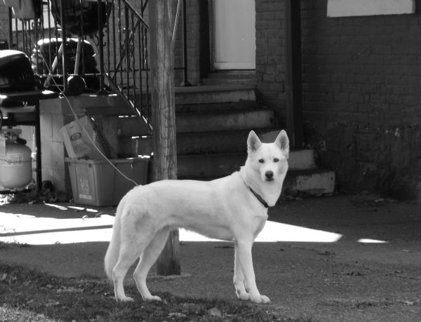 An all white dog on a leash on Cameron Street looking at the camera.