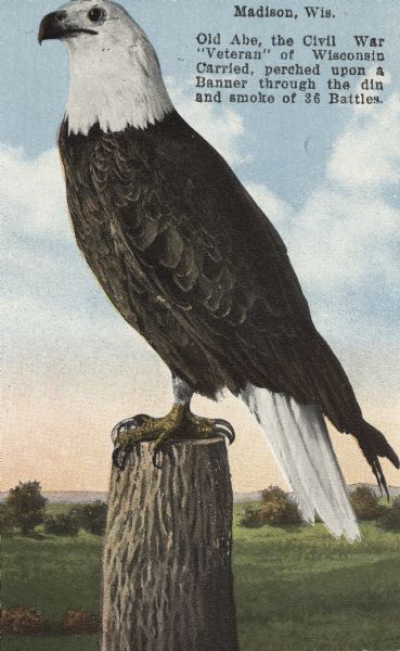 Old Abe, the eagle mascot of the 8th Regiment of the Wisconsin Volunteer Infantry, perched on a log with the background of a rural Wisconsin valley. Caption reads: "Madison, Wis. Old Abe, the Civil War 'Veteran' of Wisconsin Carried, perched upon a Banner through the din and smoke of 36 Battles."
