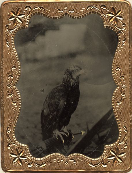 Ferrotype of "Old Abe," the bald eagle mascot of the 8th Regiment, Wisconsin Volunteer Infantry, during the Civil War. The young bird has brown head feathers and is standing on a perch. Hand-coloring highlights his talons and an arrow point. The ferrotype includes an embellished metallic frame.