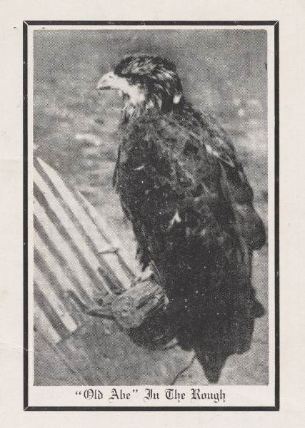 Halftone print of an adolescent Old Abe, bald eagle mascot of the 8th Wisconsin Civil War Volunteer Infantry Regiment.  Closeup image of Old Abe on his shield perch with a solid black border.  Text at the bottom reads: "'Old Abe' In The Rough."  Original photographer, John J. Putney of Racine Wisconsin.