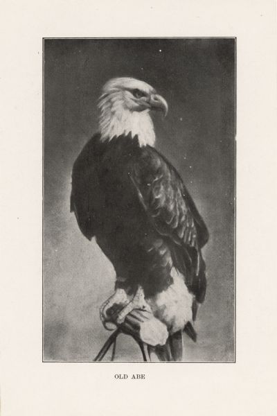 Print of a painted portrait of Old Abe, bald eagle mascot of the Eighth Regiment of the Wisconsin Civil Volunteer Infantry, standing on a perch. "Old Abe" is written at the bottom.