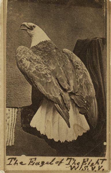 Carte-de-visite portrait of a stuffed bald eagle, purportedly, Old Abe.  There is a flag at the left and at the bottom is written "The Eagel [<i>sic</i>] of The Eight Wis.V.V."

Authenticity of the portrait, however, is doubtful because of the date of the photo and the appearance of the bird. Old Abe died in 1881, after this photo of a stuffed bird was taken. Additionally, the pose of the bird is quite different from the taxidermy treatment of Old Abe.  See for comparison image 23198.