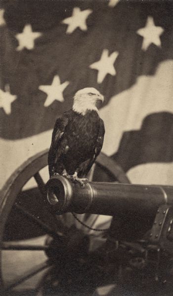 Old Abe, eagle mascot of the 8th Wisconsin Volunteer Infantry, perched  at the end of a cannon looking left with the American flag in the background. Served as the model for the eagle on the Wisconsin monument at Vicksburg, Mississippi.