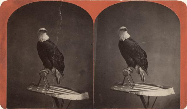 Stereograph of Old Abe, eagle mascot of the 8th Wisconsin Volunteer Regiment. Old Abe is standing on a log-type bird perch attached to a shield with the American flag painted on it.  His head is turned slightly to his left.