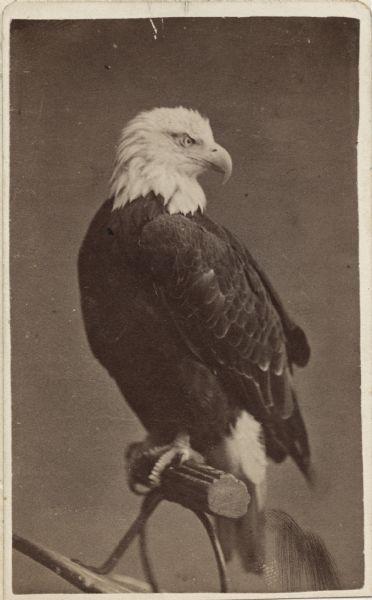 Carte-de-visite Centennial portrait "Old Abe," eagle mascot of the 8th Wisconsin Regiment, by J.M. Fowler, sold by J.O. Barrett in Philadelphia, Pennsylvania, for the Agricultural Building "Old Abe Museum of Ornithology" at the Centennial International Exposition in 1876.