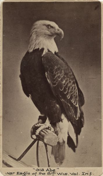 Carte-de-visite Centennial portrait of "Old Abe," eagle mascot of the 8th Wisconsin Regiment, by J.M. Fowler, sold by J.O. Barrett in Philadelphia, Pennsylvania, for the Agricultural Building "Old Abe Museum of Ornithology" at the Centennial International Exposition in 1876.<p>Old Abe is perched on a bird perch with his head tilted to the right.  At the bottom is written "Old Abe, War Eagle of the 8th Wis. Vol. Inf."</p>
