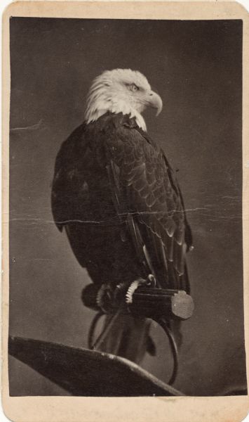 Carte-de-visite Centennial portrait of "Old Abe," eagle mascot of the 8th Wisconsin Regiment, by J.M. Fowler, sold by J.O. Barrett in Philadelphia, Pennsylvania, for the Agricultural Building "Old Abe Museum of Ornithology" at the Centennial International Exposition in 1876.