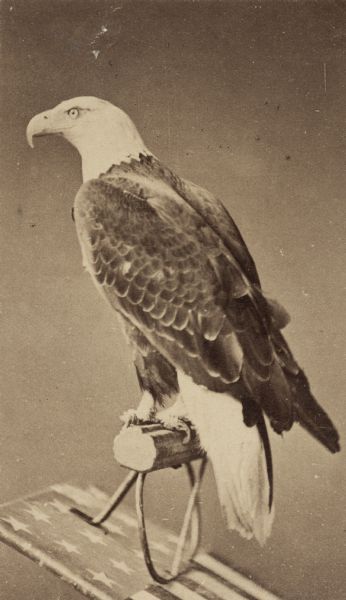 Carte-de-visite portrait of "Old Abe," eagle mascot of the 8th Regiment, Wisconsin Volunteer Infantry, photographed for the "Old Abe Museum of Ornithology" in 1876 for the International Exposition at Philadelphia, Pennsylvania. Photograph by the Centennial Photographic Company, J.O. Barrett, Philadelphia, Pennsylvania.<p>Old Abe is perched on a shield with the American flag painted on it. Profile view of Old Abe facing to the left.</p>