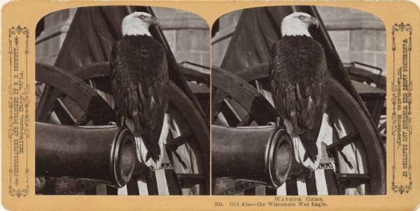 Stereograph of "Old Abe," eagle mascot of the 8th Wisconsin Regiment. Rear view of Old Abe perched on a cannon, with his head turned to the right. Included in Bennett's Wayside Gems series.