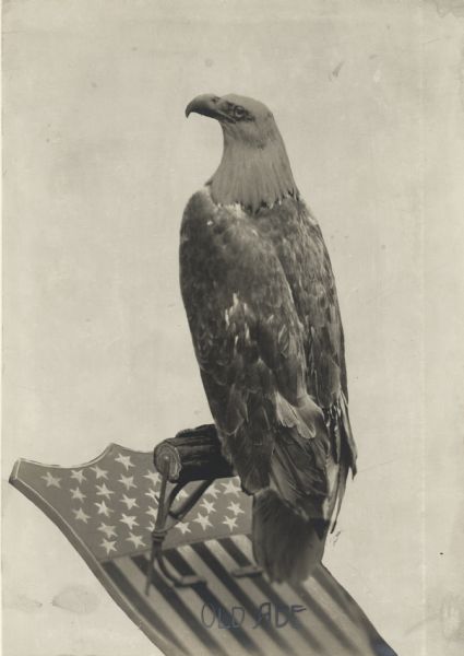 Side view of Old Abe perched on a shield with the American flag painted on it. The words "Old Abe" are printed at the bottom.  Authenticity of this image doubted.  The head of the bird appears to be altered and its wing feathers are clipped.