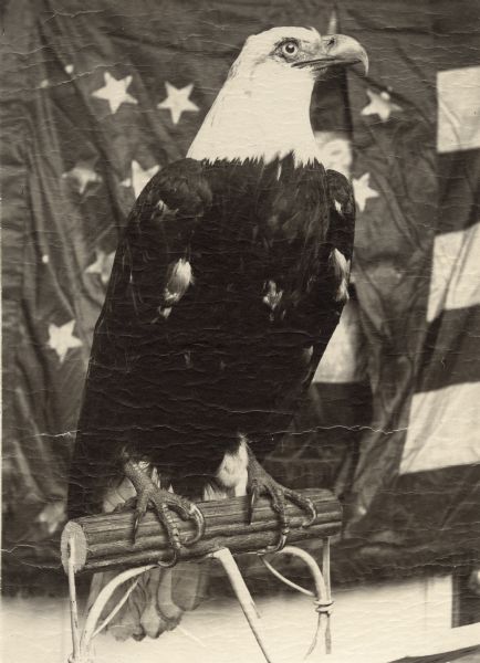 "Old Abe," eagle mascot of the 8th Regiment, Wisconsin Volunteer Infantry. After his death in 1881 he was stuffed, mounted, and put in the Capitol museum.<p>Depicted from the front with head turned to right and the American flag behind him.</p>