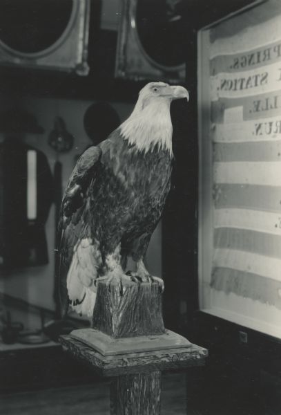 An eagle of the same type as "Old Abe," eagle mascot of the 8th Regiment, Wisconsin Volunteer Infantry during the Civil War, displayed in the Civil War Room at the State Historical Society of Wisconsin.  The original Old Abe, after he died and was mounted, was destroyed in the Capitol fire in Madison in 1904. This specimen, from the Hattie Maddocks Roddy collection, was formerly displayed at Camp Douglas, Wisconsin.