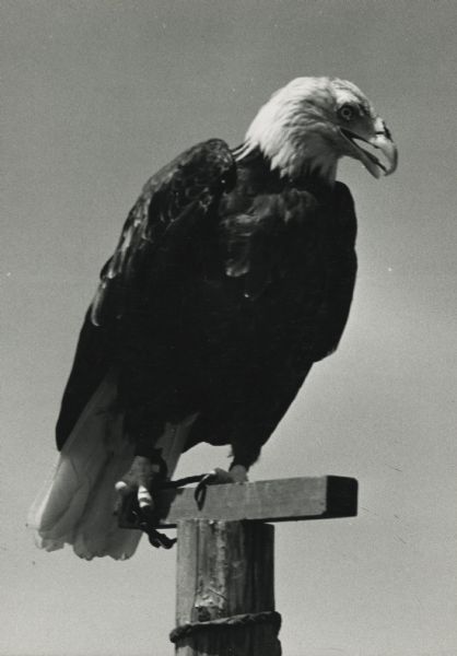 Young Abe, Wisconsin's second war eagle, sitting on a perch. Mascot of the 321st Glider Field Artillery Battalion of the 101st Airborne Division.
