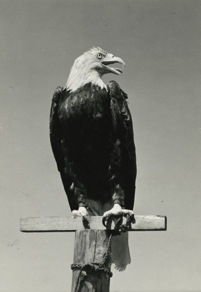 "Young Abe," Wisconsin's second war eagle. Mascot of the 321st Glider Field Artillery Battalion of the 101st Airborne Division.<p>Young Abe is on a perch on top of a log with his beak open and head turned to the right.</p>