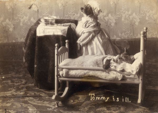 Photographic postcard of the Middleton family dog, Tootsie, dressed as a nurse, attending to Tommy the cat, who rests in a doll cradle. Caption reads: "Tommy is ill."