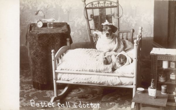 Photographic postcard of the Middleton family dog, Tootsie, dressed as a nurse, attending to Tommy the cat, who rests in a doll cradle. A bottle of "Catnip Tea" sits on the bedside table.