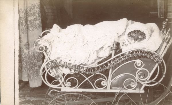 Photographic postcard of the Middleton family cat sleeping in a doll carriage under a crocheted baby blanket, wearing a matching bonnet.