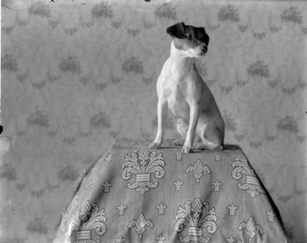 Tootsie, the Middleton family dog, poses on a pedestal which is covered by a woven throw with a fleur de lis design.