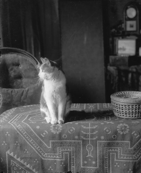 The Middleton family cat poses near a basket on a table which is covered by an oriental carpet.
