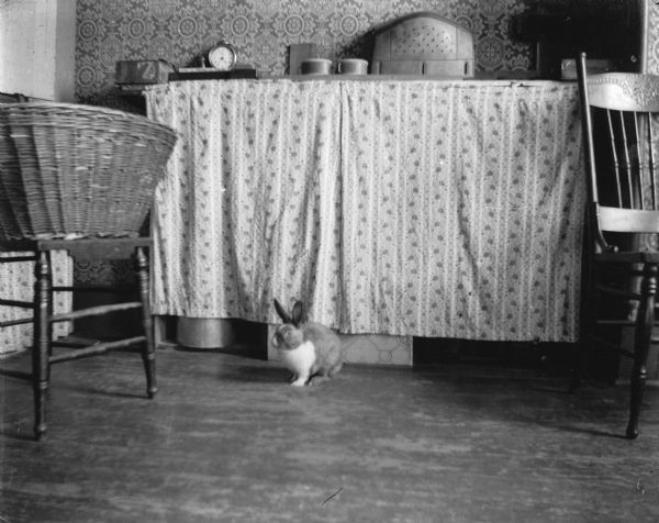 A rabbit sits on the floor in front of a curtained shelf.  A laundry basket sits on a chair nearby.
