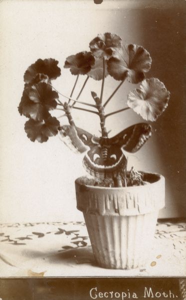 Photographic postcard of a cecropoia moth, Hylophora Cecropia, on a potted geranium. Caption reads: "Cecropia Moth."