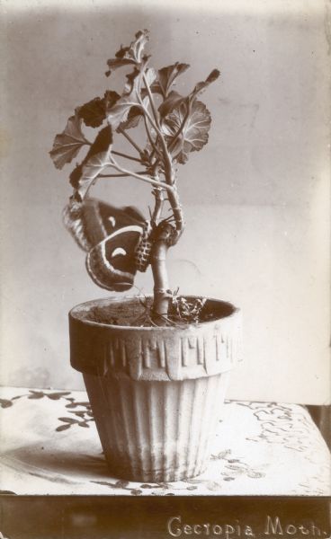 Photographic postcard of a profile view of a cecropia moth, Hylophora Cecropia, on a potted geranium. Caption reads: "Cecropia Moth."