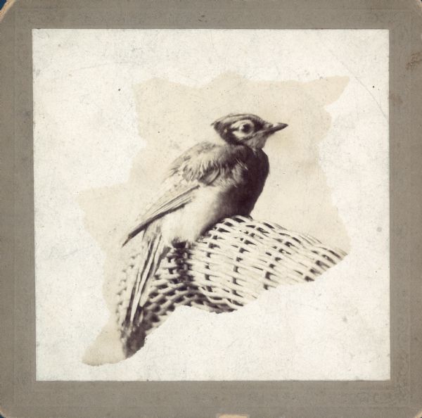 A juvenile bluejay is perched on the back of a wicker chair.