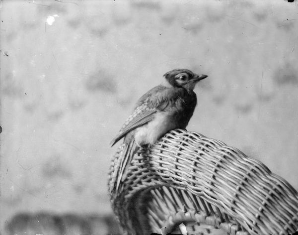 A juvenile blue jay perched on a wicker chair.