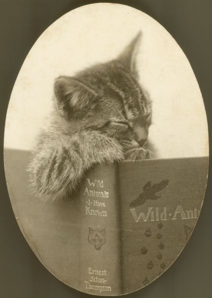 A cat, which appears to be dozing, is posed with an open copy of Ernest Seton-Thompson's "Wild Animals I Have Known."