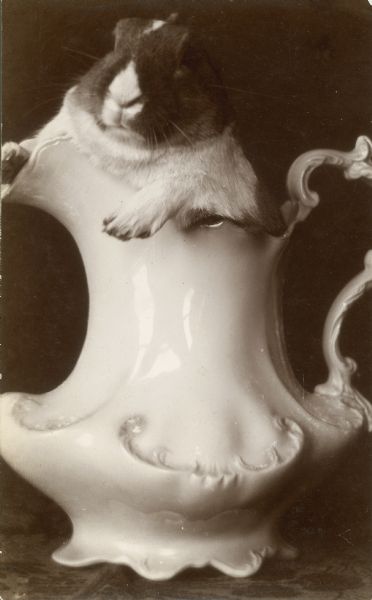 A small rabbit is posed in a fancy ironstone pitcher. On the reverse is written, "son of Mrs. Egg Rabbit."