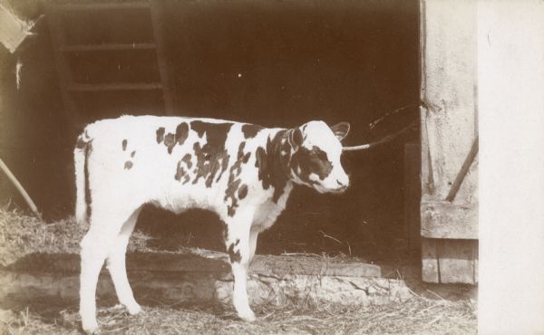 A young spotted calf is tethered with a rope to an open barn door at the Middleton family farm. There is a ladder in the background.