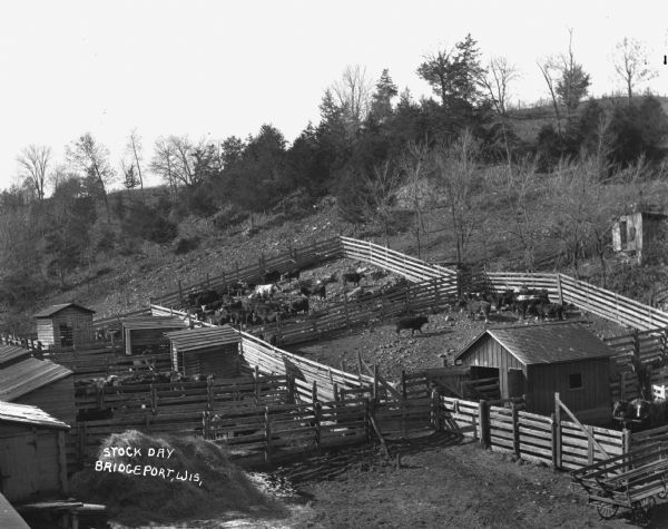 Elevated view of cattle in several pens situated on a hillside. There are also several sheds. Text below reads "Stock Day, Bridgeport, Wis."