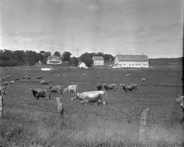 View over fence of Guernseys cows grazing in a pasture near New Glarus. In the background is a farmhouse, windmill on a hill, barns and other outbuildings.