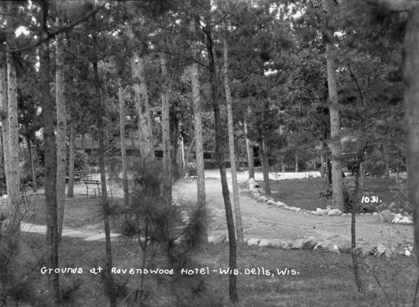 Elevated view of the pines on the grounds of Ravenswood. Benches are set along a stone-lined path and an automobile is parked behind the trees on the right. There are low stone walls further down the hill.