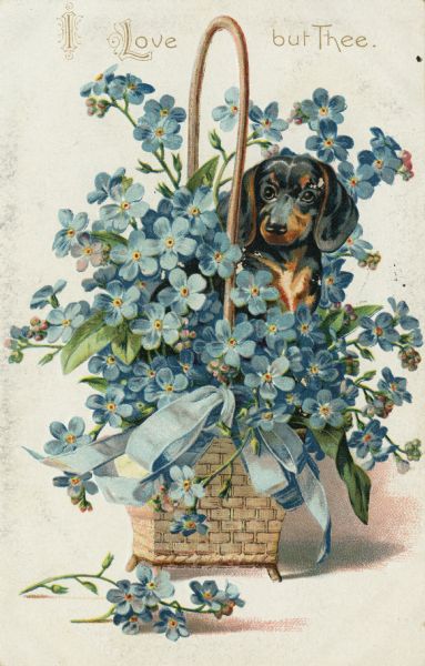 Valentine's Day postcard of a basket of Forget Me Not flowers with a blue bow. A dachshund is peering out of the flowers. At the top is the text: "I Love but Thee." Chromolithograph, embossed.