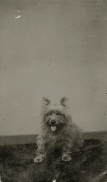A terrier sits with its tongue out facing the camera.