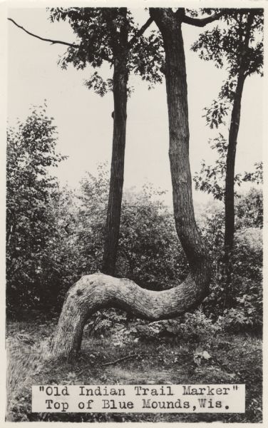 Photographic postcard of an old Indian trail marker, a twisted tree, as seen on top of Blue Mounds. Text below reads: "'Old Indian Trail Marker' Top of Blue Mounds, Wis."