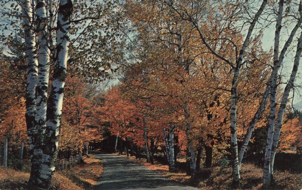Color postcard of a country road shaded by trees in autumn color.