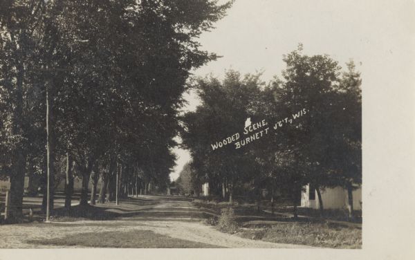 Photographic postcard view of a wooded scene in Burnett Junction. A dirt road is lined with large trees, and homes are in the background. Caption reads: "Wooded Scene, Burnett J'C't., Wis."