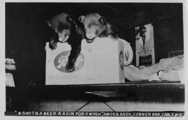 Photographic postcard of two bear cubs at the Corner Bar. They are hanging out of a cardboard Blatz Beer box. The caption reads: "A Shot & a Beer & a Gin for a Wash, Amos & Andy, Corner Bar, Cable, Wis."