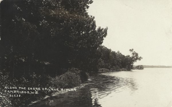 Photographic postcard along the wooded shoreline of Lake Ripley. Caption reads: "Along the Shore of Lake Ripley. Cambridge, Wis."