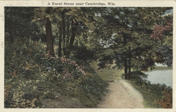 Colorized postcard of a rural scene. A dirt path winds through the forest, and a pond or stream can be seen in the lower right corner. Text above reads: "A Rural Scene near Cambridge, Wis."