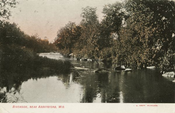 Colorized postcard of a river and tree-lined shore. Rocks are in the river and a bridge is in the background. Caption reads: "Riverside, Near Abbotsford, Wis."