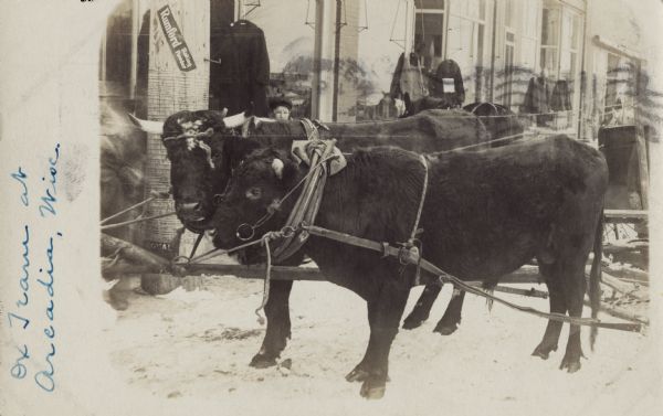 Two harnessed black oxen are standing near a clothing shop. A young boy's face is visible behind the oxen. Jackets are hanging from hooks outside the shop. Handwritten on left: "Ox Tram at Arcadia Wisc."