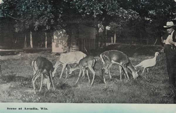A man is watching deer eating grass. There is also a turkey on the right. Caption reads: "Scene at Arcadia, Wis."