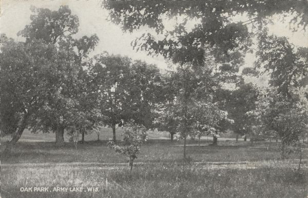 View of trees and dirt road in Oak Park.
