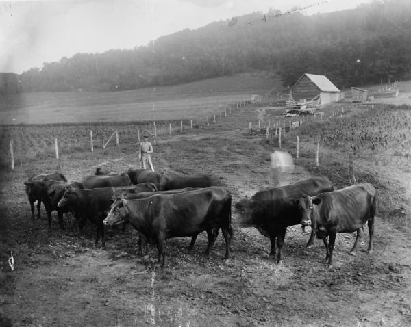 Two men stand with a small herd of cattle on a path between fenced-in and planted fields on the side of a hill. Two buildings are in the background.