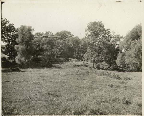 Pasture and trees below the southeast side of Taliesin I. Two cows are in the pasture.