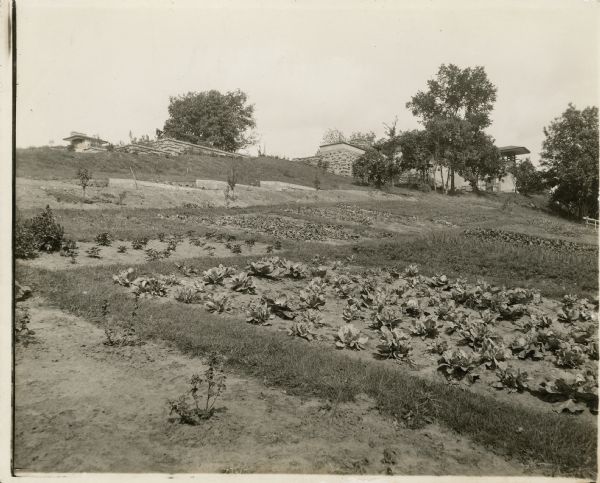 Gardens on the southeast side of Taliesin I.  In addition to the vegetables there are foundations in the background supposedly to have been the bases for cold frames.