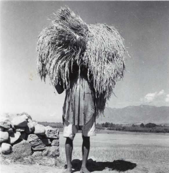 Kashmiri farmer carrying his harvest.